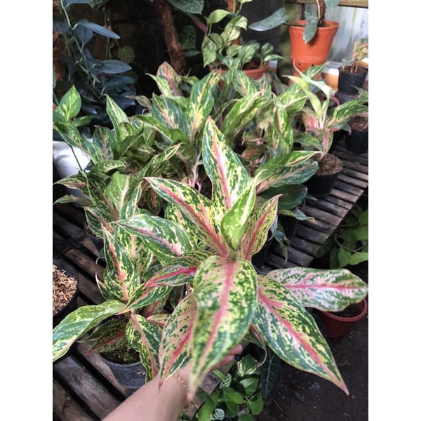 aglaonema butterfly mutasi