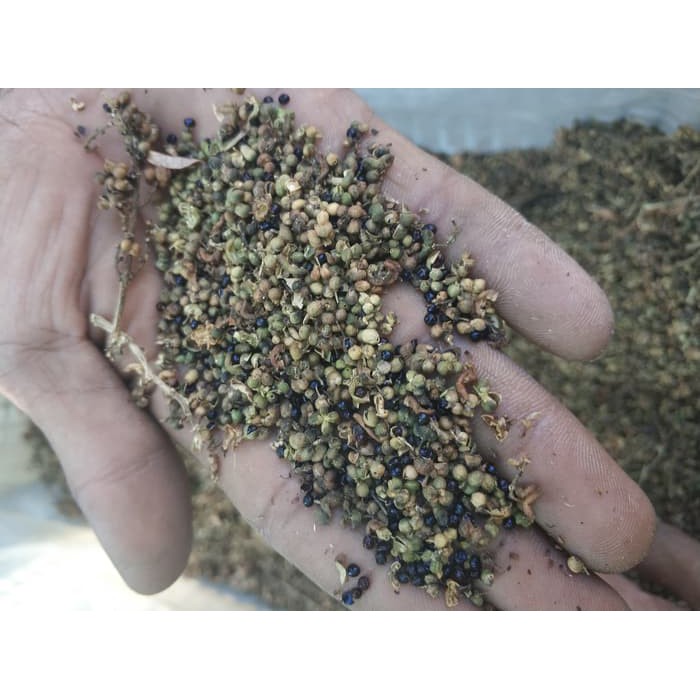 300 gr Biji Benih Pohon Cendana Wangi NTT