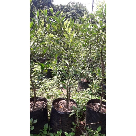

pohon jeruk limo dan jeruk peras