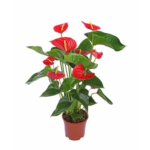 tanaman bunga anturium merah // Anthurium Mickey Mouse Bunga Merah / Antorium / Bunga Anturium Hidup