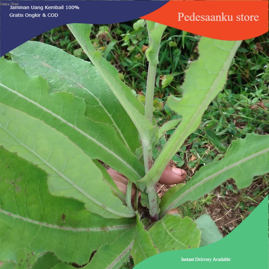 

[PROMO] Daun tempuyung 500 gram segar