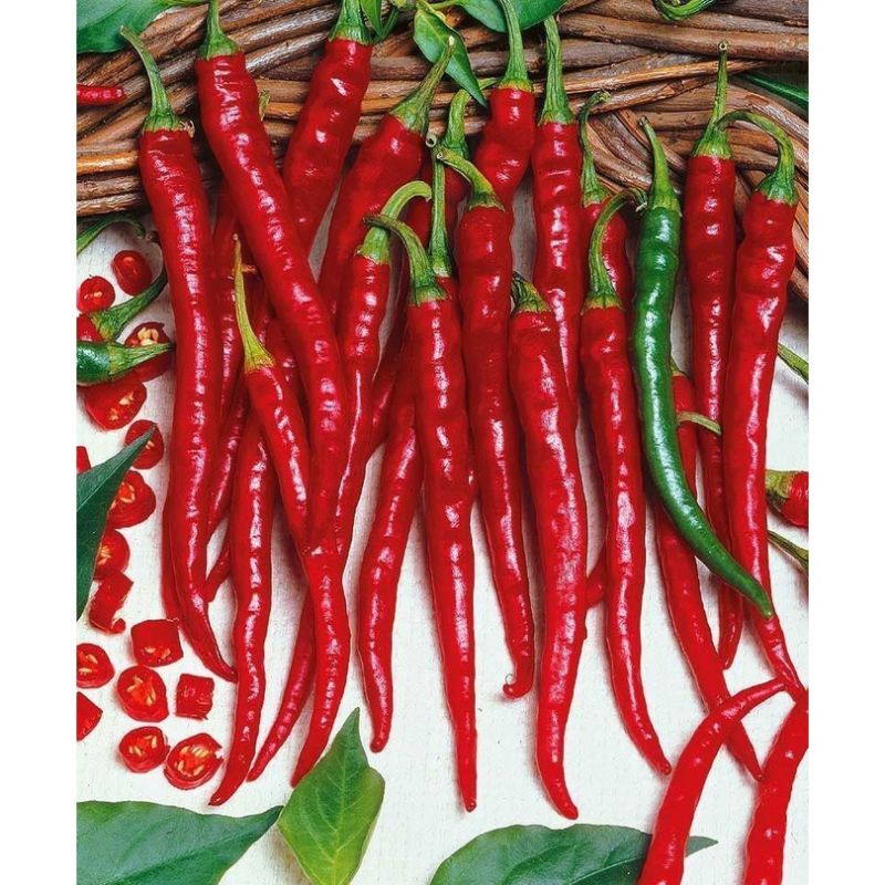 {25 Biji} Benih Cabe Besar IMOLA Repack