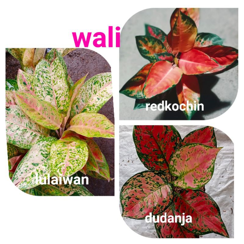 Paket 3 jenis aglonema sehat dan segar