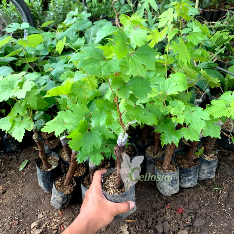 ID BIBIT TANAMAN ANGGUR IMPORT GRAFTING BERMACAM-MACAM JENIS