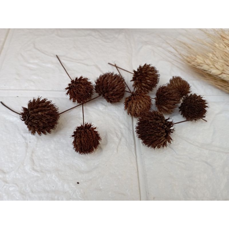 Bunga Marigold Pom Pom Natural Coklat Tua Per Pack isi 10 pcs Proferty Photo Bunga Rustic