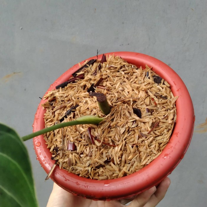 Philodendron Melanochrysum Narrow - philo melano narrow ekonomis (1D)