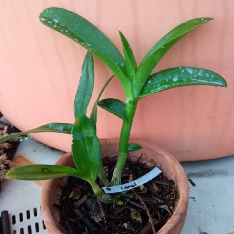 Anggrek dendrobium chanel harum