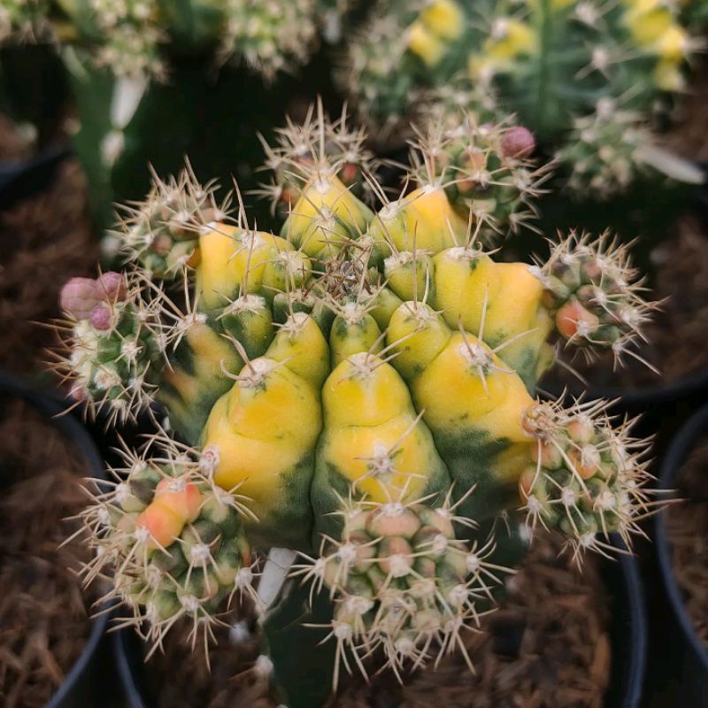 Kaktus Miha Orange Grafting - Sukulen Bandung