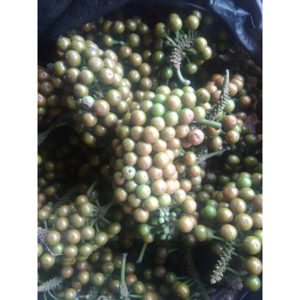 

Buah rinu,Buah Lada hutan segar, Buah lada rinu segar 100grm