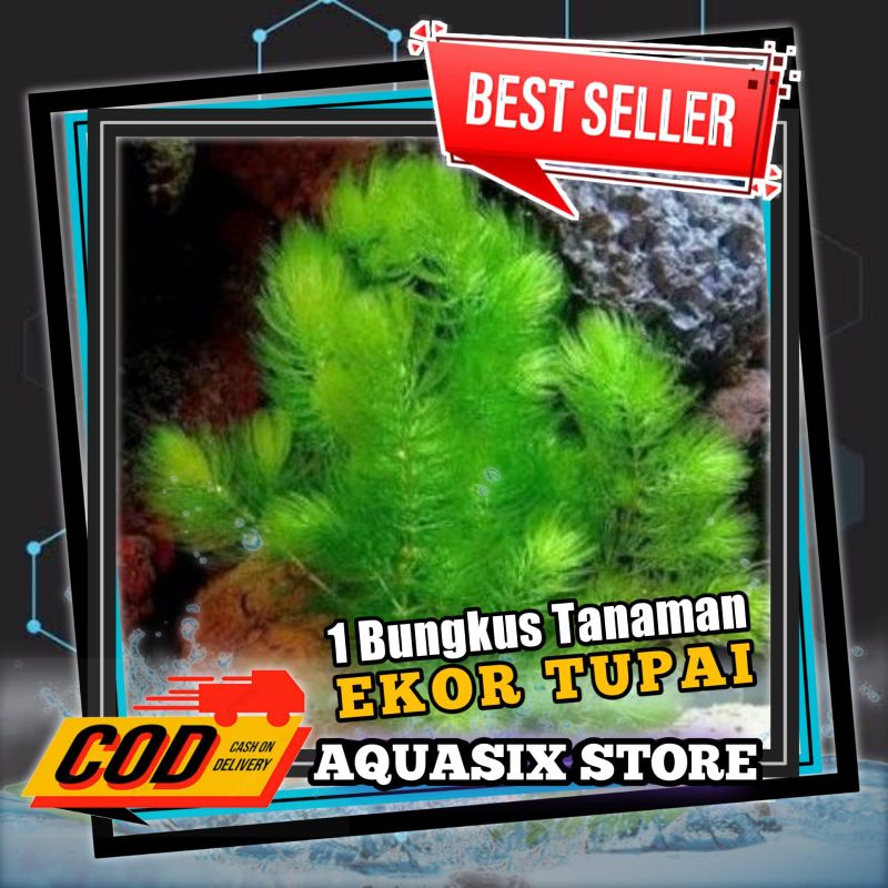 Tanaman EKOR TUPAI / Ganggang air