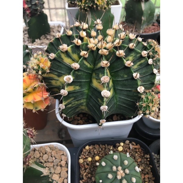 LB varigata KAKTUS SULTAN KOLEKTOR