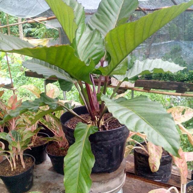 Antorium black biuty