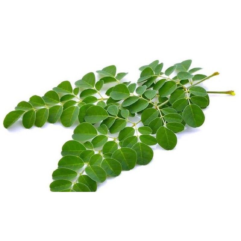 

daun kelor segar dipetik ketika order masuk