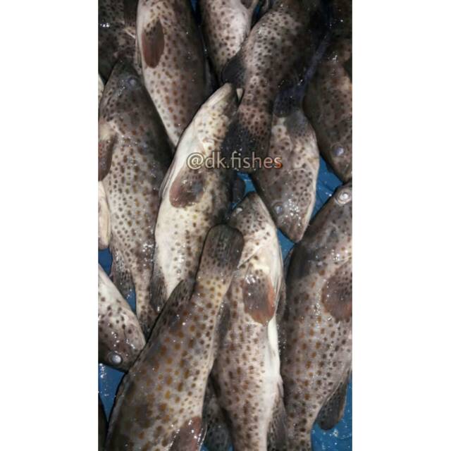 

Kerapu B / Pack 1kg