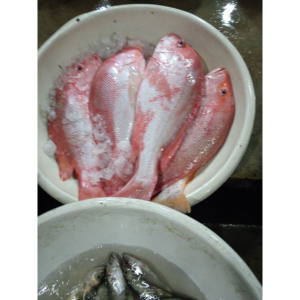 

KAKAP MERAH FRESH DAN BEKU FROZEN SEAFOOD SEGAR NELAYAN