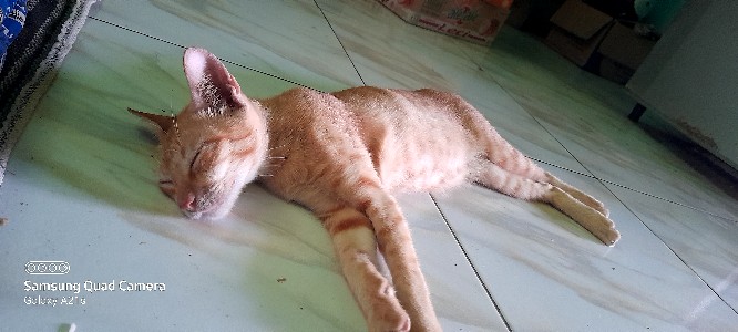 Lakban Bening Murah 50 Yard Ekonomis Plakban 45mm 2inch 45x50