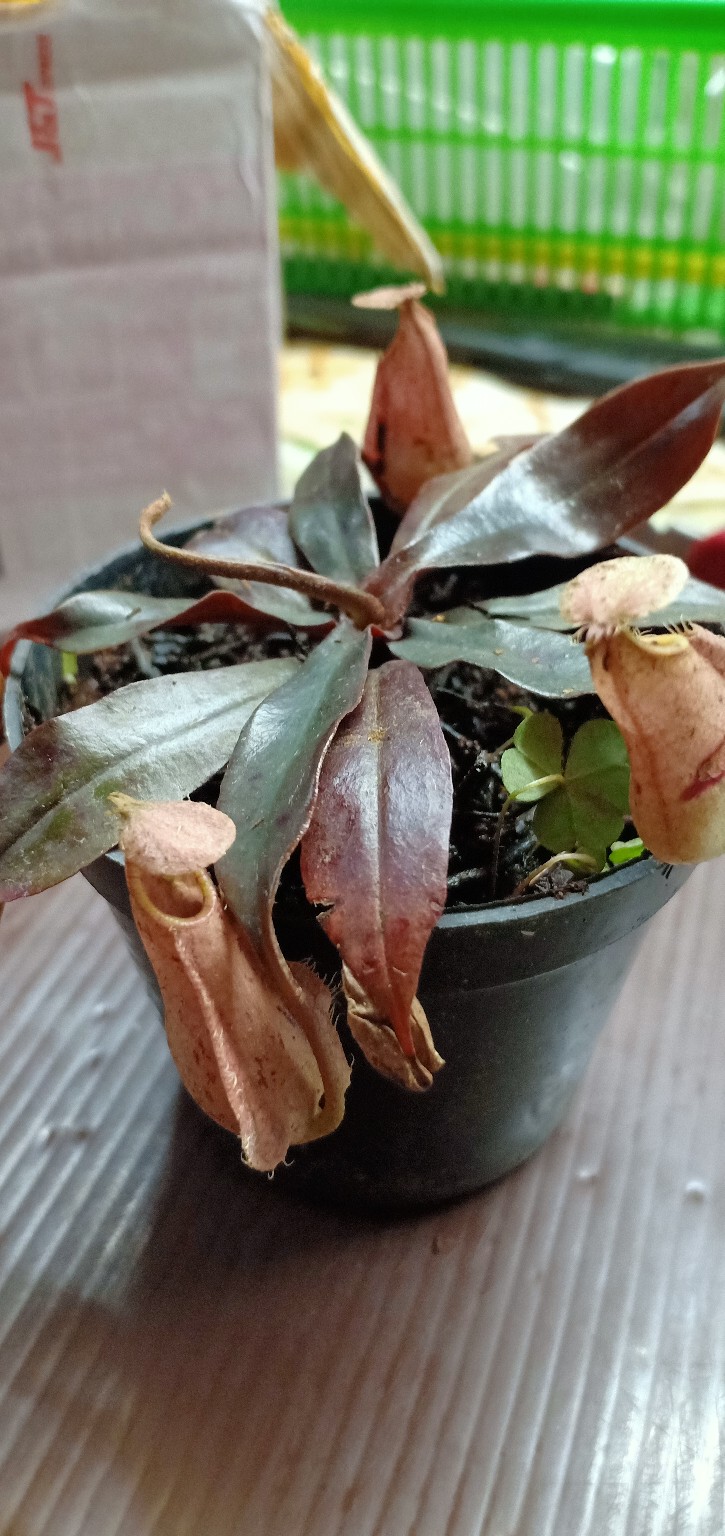 Tanaman Hias Nephentes Raflessiana (s) Hasil Kultur Jaringan