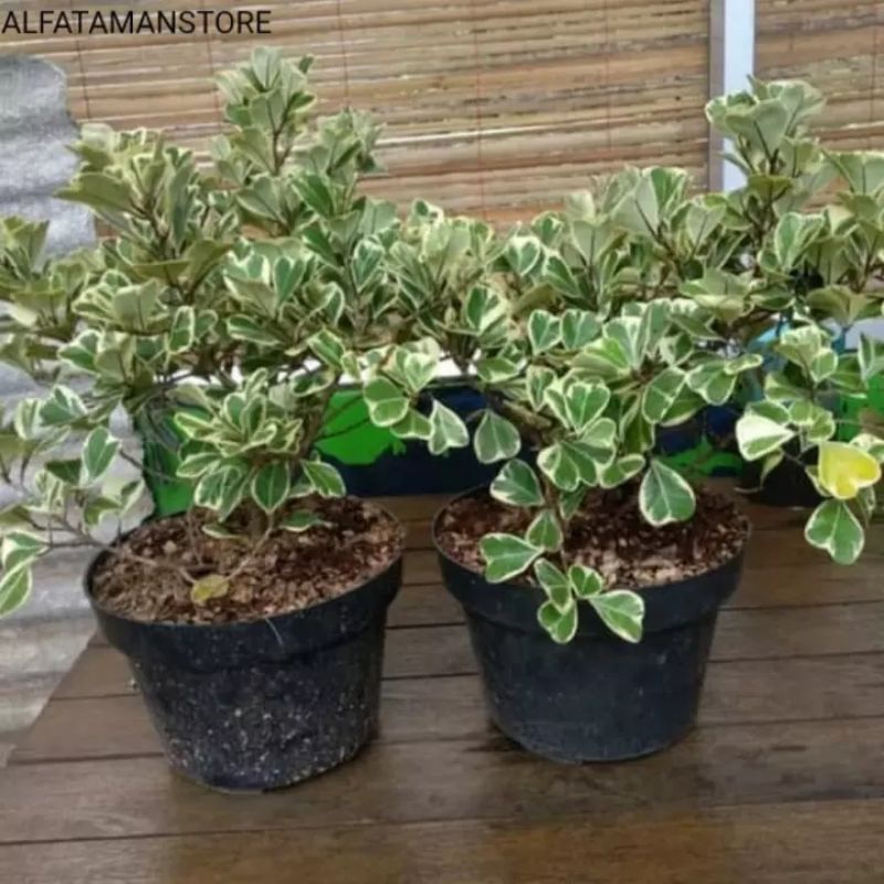 beringin kupu kupu varigata