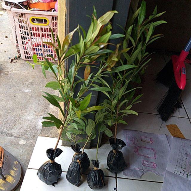 Bibit Tanaman Hias Pucuk Merah