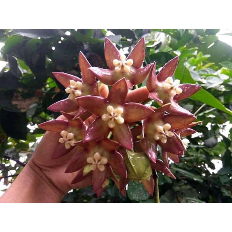 Tanaman hias Hoya imperialis palawan