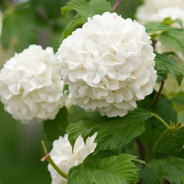 Benih HYDRANGEA WHITE - Bibit Biji Bunga