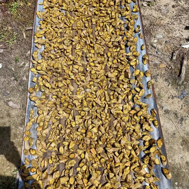 

Akar kuning Asli Kalimantan Barat. Berat 700 gr.Sudah kering,siap pakai.