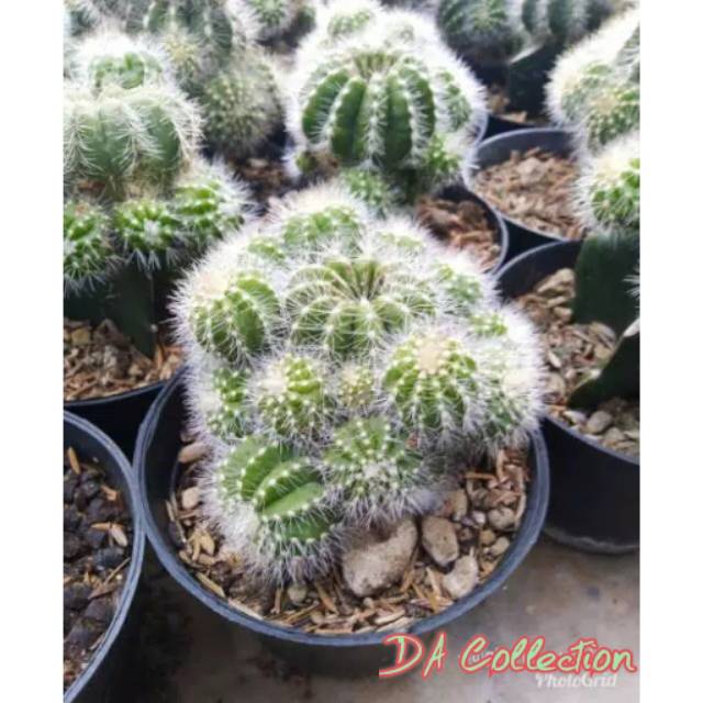 Kaktus mini Jenis Cluster