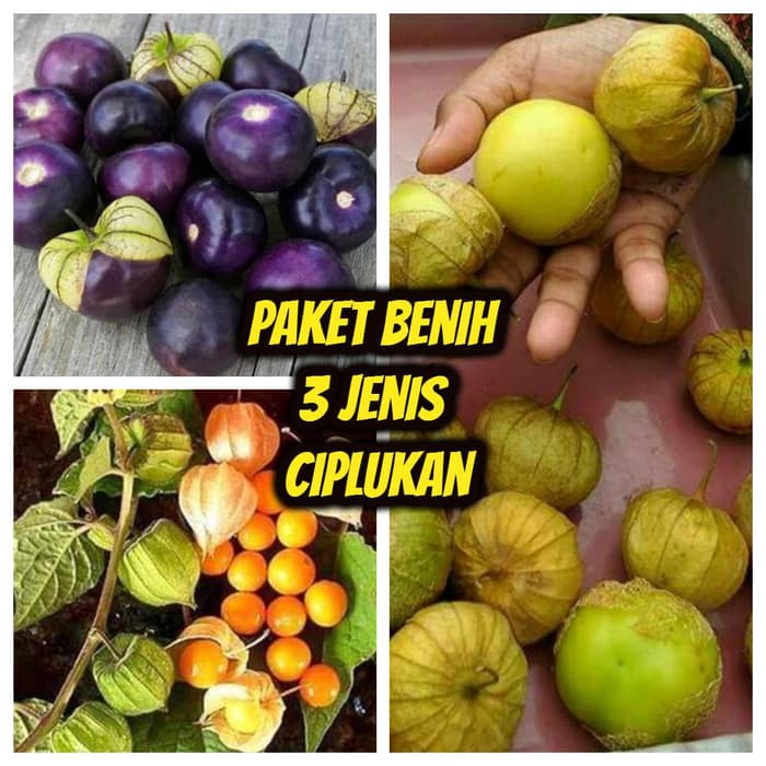 Paket Hemat Benih - Biji 3 Jenis Ciplukan Ungu - Orange - Jumbo