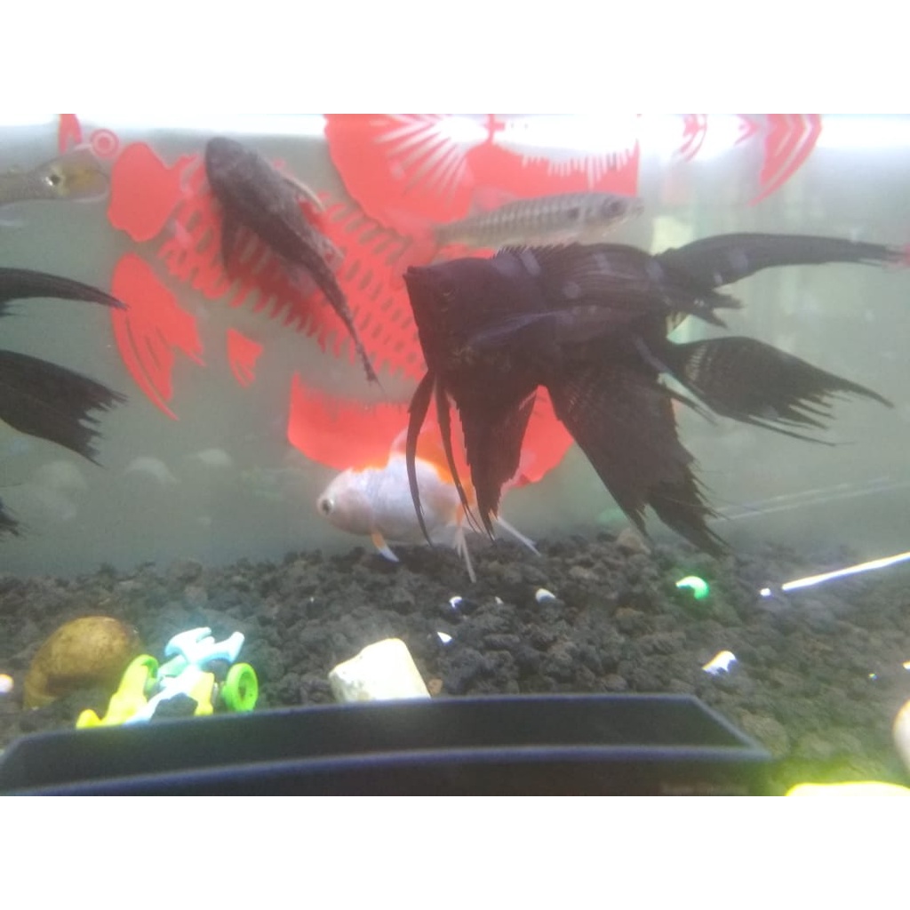Ikan Hias Manfish Hitam Slayer