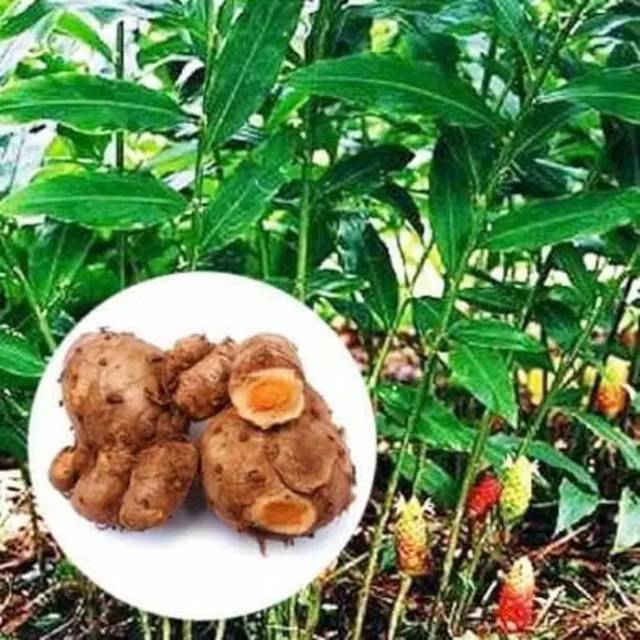 

BANGLE PANGLAI BENGLE (Zingiber purpureum Roxb.) bisa untuk bibit 100 gram