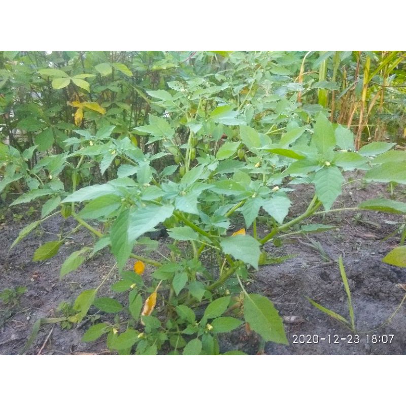 

Daun Ciplukan/ kering murni Herbal kesehatan
