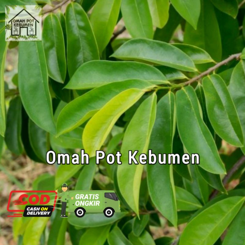 

daun durian obat herbal alami daun segar