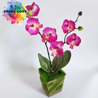 Pot Lumut Bunga Plastik Anggrek Shabby Chic Artificial Pot Lumut Bunga Plastik Anggrek Shabby Chic Artificial