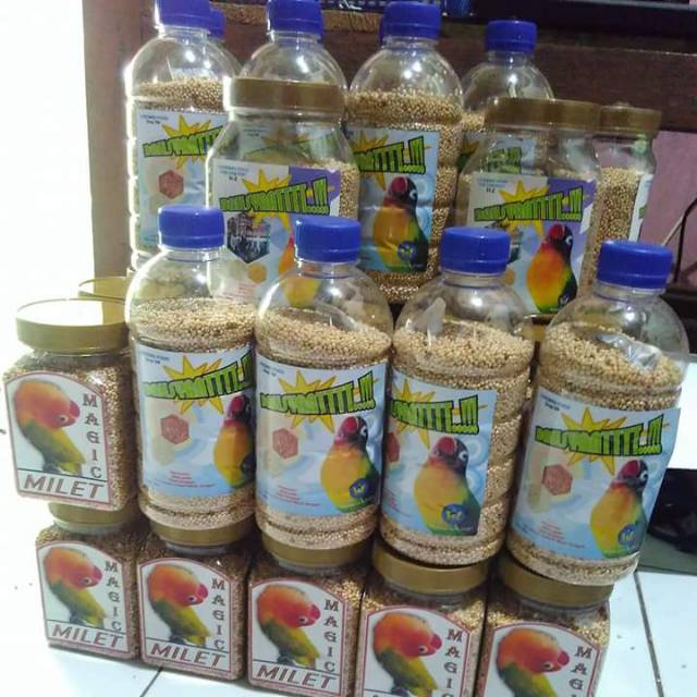 Pakan lomba burung lovebird