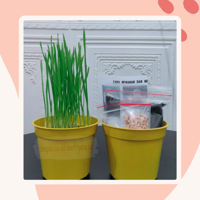 Cat Grass/Tanaman Kucing Paket Lengkap DIY