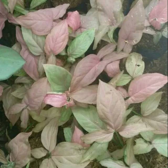 Tanaman Hias Syngonium Pink Keladi Syngonium Mini Shopee Indonesia