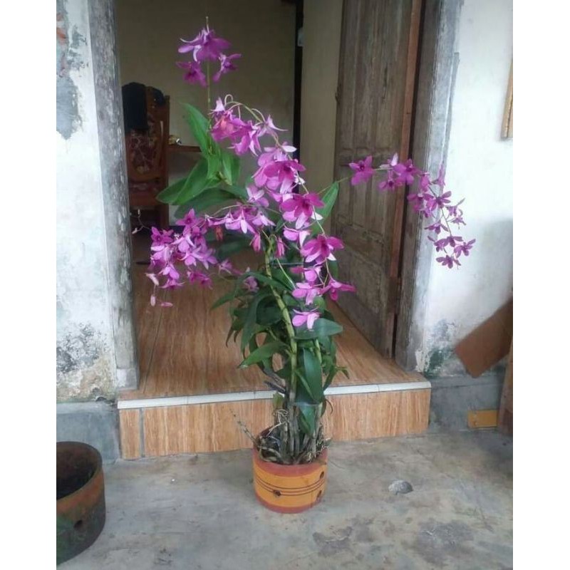 Anggrek Dendrobium Bantimurung/Anggrek Bantimurung termurah