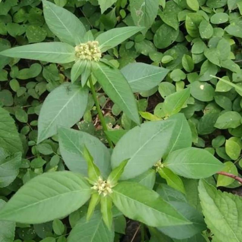 

Daun Katemas Segar Petik Mas Suduk Mentul 500 Gram