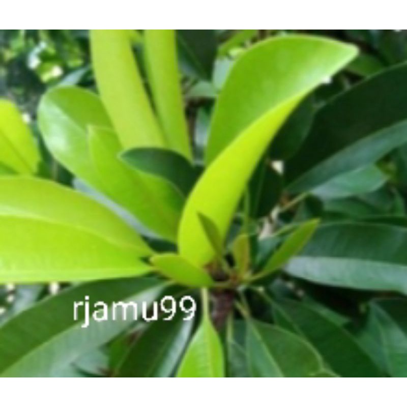 

Daun sawo segar 100lembar