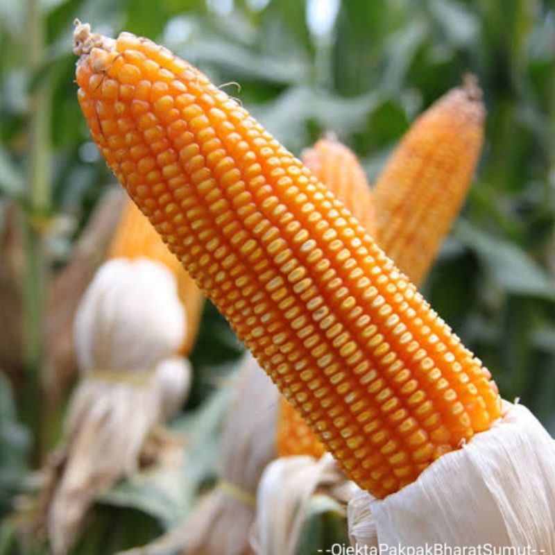 Jagung Pipil Besar Jagung Kering 1kg Mulus Berkwalitas Pakan Ternak