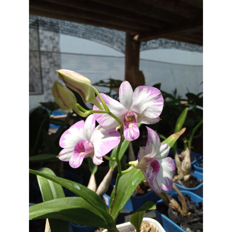Anggrek dendrobium enobi