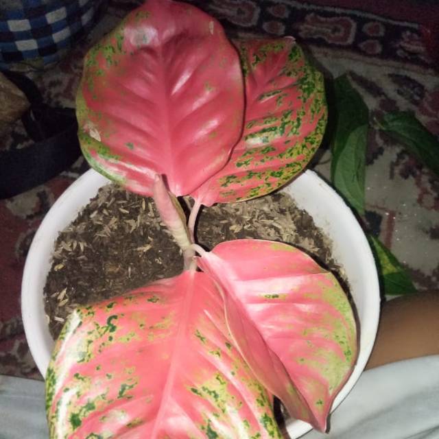

Bunga Wulandari