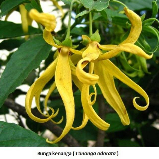 Tanaman Hias Bunga Kenanga (Cananga odorata)