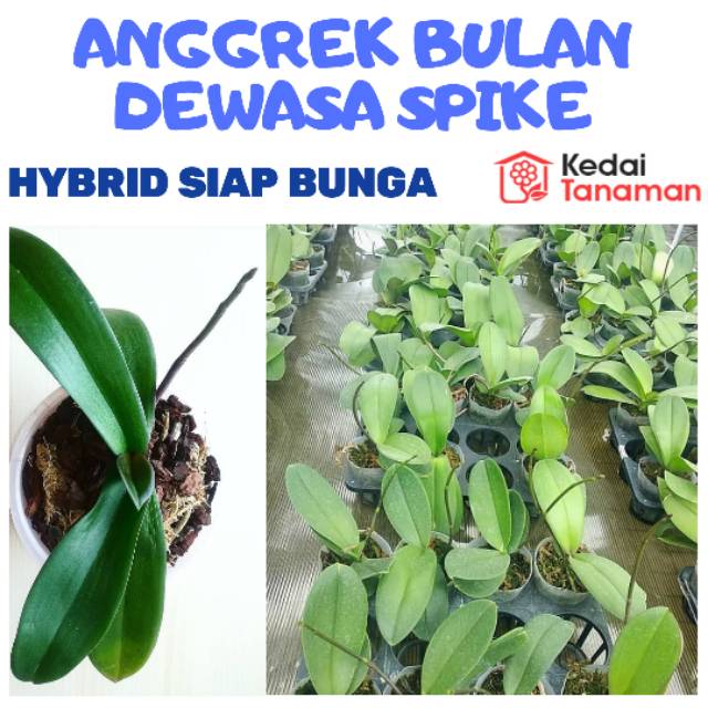 Anggrek BULAN DEWASA SPIKE Siap Berbunga - Anggrek Bulan Spek Kenop - Anggrek Bulan Knop