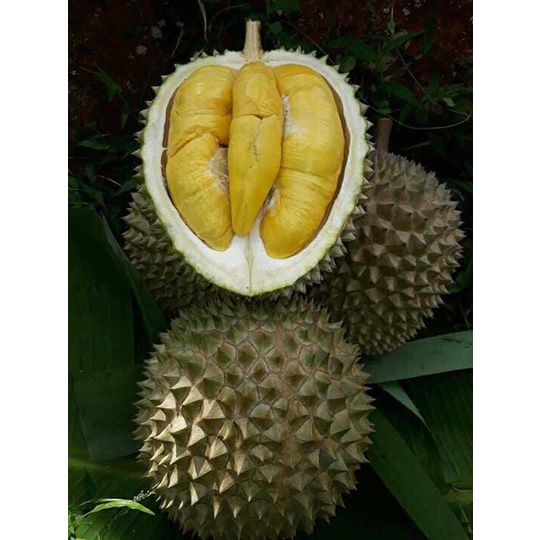 (Custom Durian) 3 Bibit Durian Musan King (Kaki 3) + Pupuk NPK
