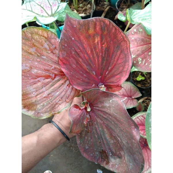 caladium Nagoya original