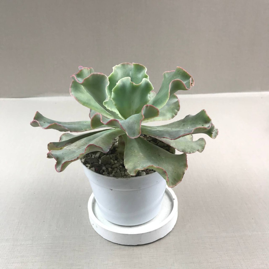 Kaktus Sukulen (Echveria Shaviana Medium Size) Tanaman Hias Hidup