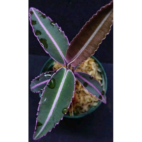 ardisia pink lady koleksi baru harga murah + bonus leamibilis