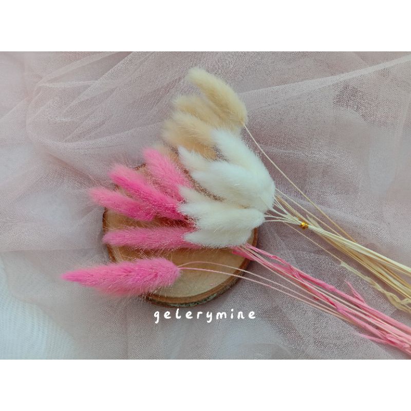 bunny tail dried flowers / lagurus / bunga lagurus kering