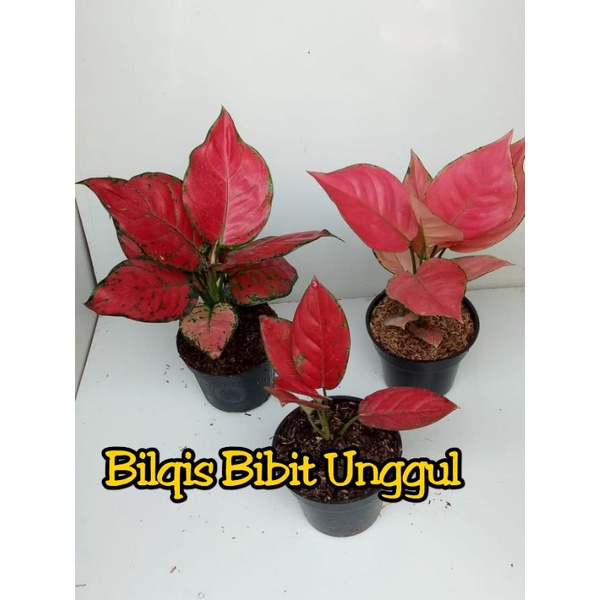 paket 3 bunga aglonema red Venus,pink catrina/Katrina,red anjemani/anjamani